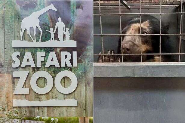 'Britain's worst zoo' where keeper was mauled starts rehoming animals after shut down