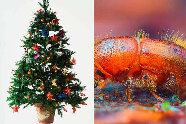 Eight-toothed tree-eating critter invasion threatens to annihilate Christmas joy