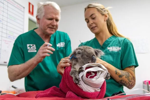 Koala gets chlamydia vaccine in 'massive breakthrough' to help save the species