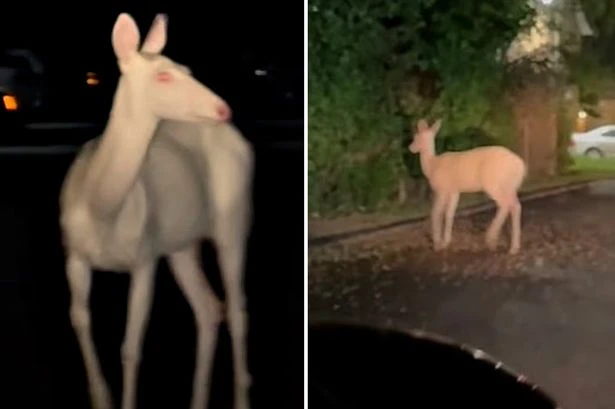 Rare mystical-looking creature prowling apartment complex at 4am is caught on camera by driver
