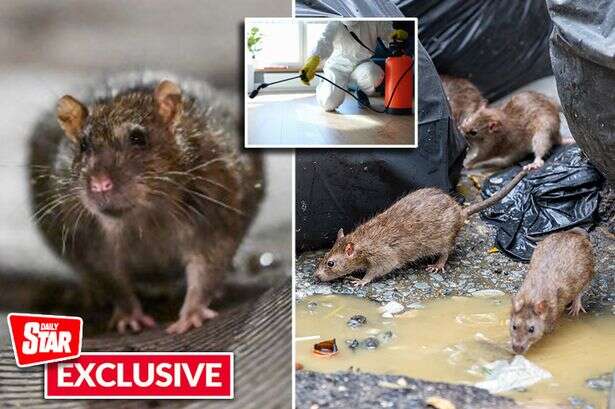 Britain set for rat-infested chaos with huge rise in activity as 'every city at war'