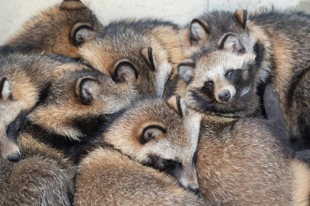 Cute raccoon dogs may have killed millions by spreading Covid-19 to humans