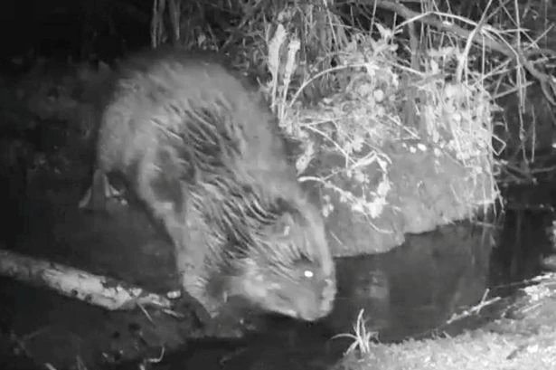 Beaver filmed farting on riverbank so massive trump doesn't create water bubbles