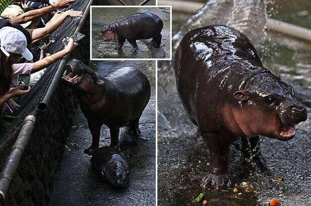 'Bouncy pig' baby hippo called Moo Deng is super cute - but her life definitely won't be