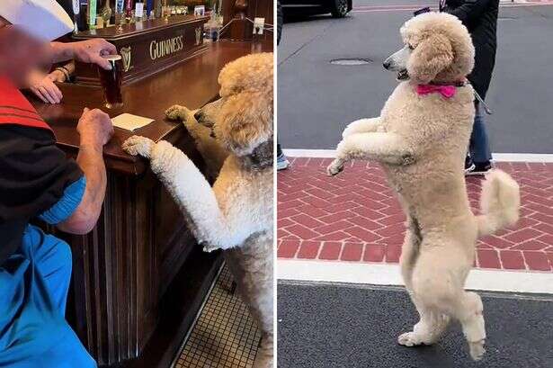 Thirsty dog stuns Irish bar customers as it gets on hind legs 'like a human' for a pint