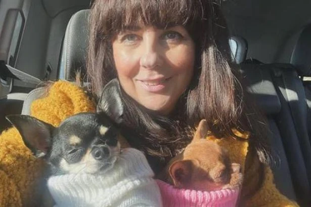 'Sex worker' dogs have vocal cords severed so men can abuse them without noise