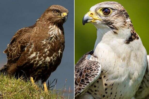 Six 'deadly' bird species to beware of in UK as Brits pestered by feathered fiends