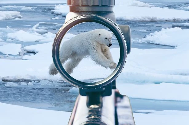 Inside sick £43,000 polar bear hunt as tourists wield high-powered rifles
