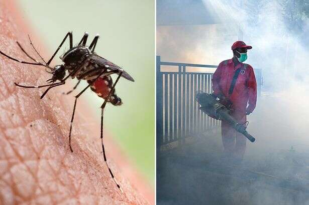 Dengue health scare places bounty on mosquitoes with public offered cash to hunt them