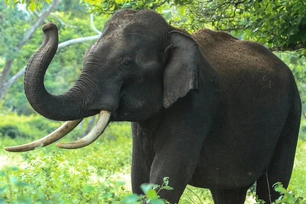 Animal poo could save millions of humans as scientists tacke killer superbugs