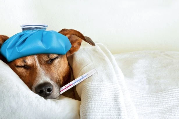 First aid to save your pet – follow these 8 tips from our Star Paws expert