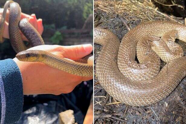 Huge rat-eating snakes overrun UK town and breed uncontrollably – but locals love it