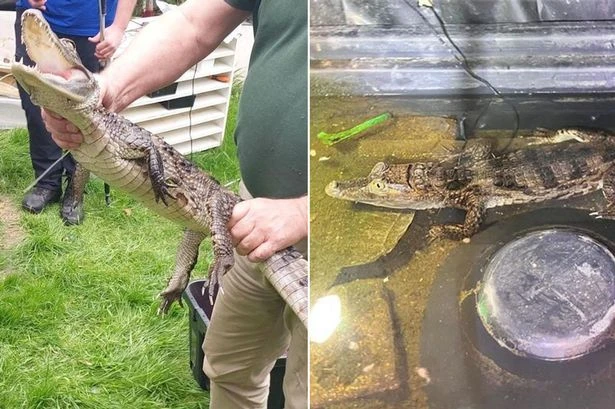 Alligator used to guard stash of drugs and weapons in UK home found by cops