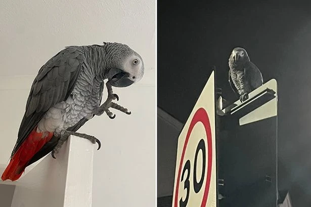 Hooligan parrot 'Rocky' causes reign of terror by constantly dive bombing neighbours