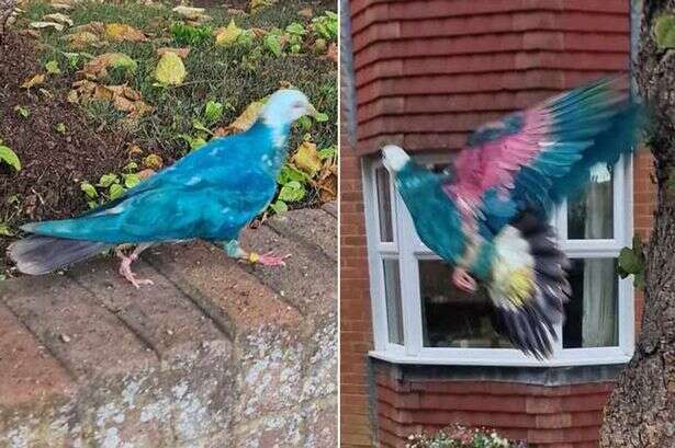 Blue pigeon baffles locals in UK town - but there's a grim reason behind its colour