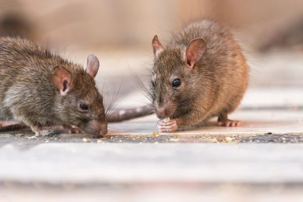 'Horror rat invasion' as tenants can't sleep because of rodents 'scratching inside the walls'