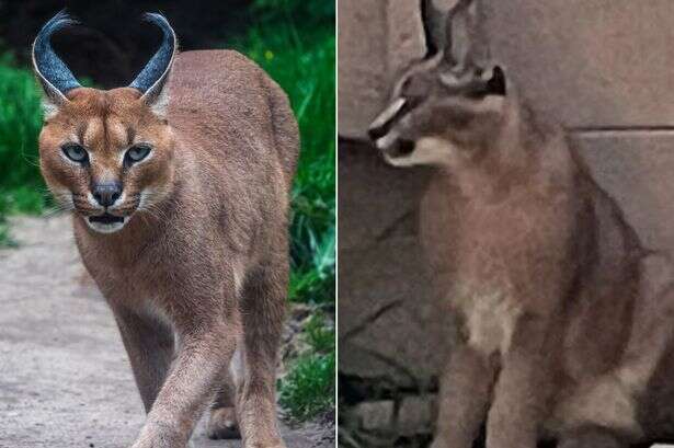 Big cat captured in Chicago suburb - where it came from remains a mystery