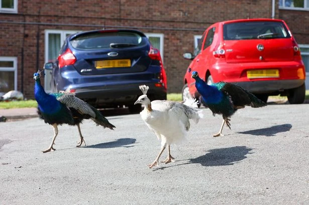 Rowdy mob of peacocks wreak havoc pooing, scaling rooftops and squawking 22 hours a day