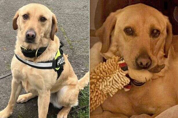 Lazy police dog forced to retire age two because she couldn't be bothered catching crims