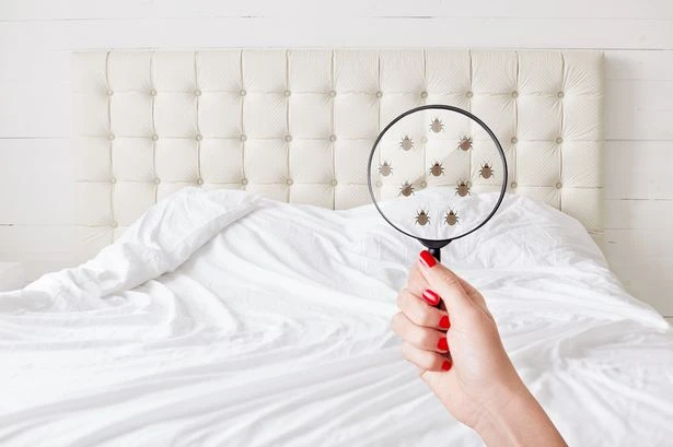 Poo and vomit disovered in luxury five-star hotel rooms which aren't as clean as you think
