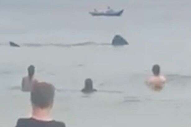 Massive shark swims just feet away from beachgoers in chilling 'Jaws' moment