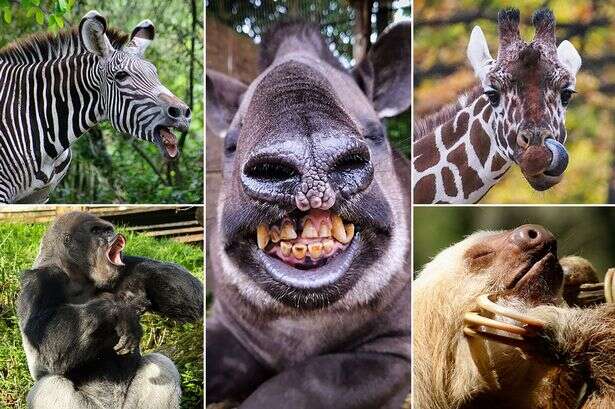 Weirdest animals of 2024 as zookeepers share pics of toothy tapir's and scheming otters