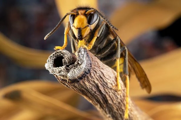 Bloodthirsty Asian hornets spread to northern England - and here's where they've been