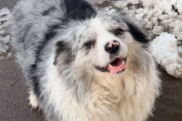 Social media star Border Collie stolen, sold to restaurant for £20 and eaten by diners