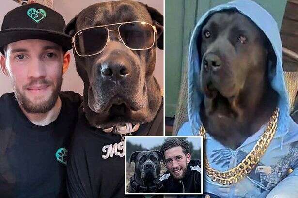 'Hench' dog Mist poses as human in trackies and jeans and rakes in £900 a month