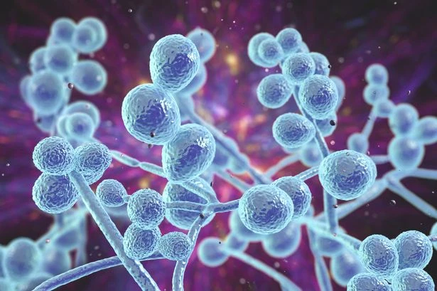 Warning as 'threat to humanity' fungal infection kills one in three people affected