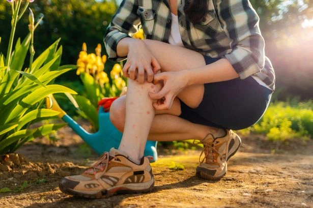 Experts warn warm weather has caused an 'explosion' of parasites in UK homes