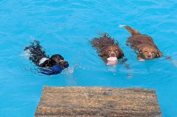 Dog owners encouraged to go swimming with their pups at these UK locations