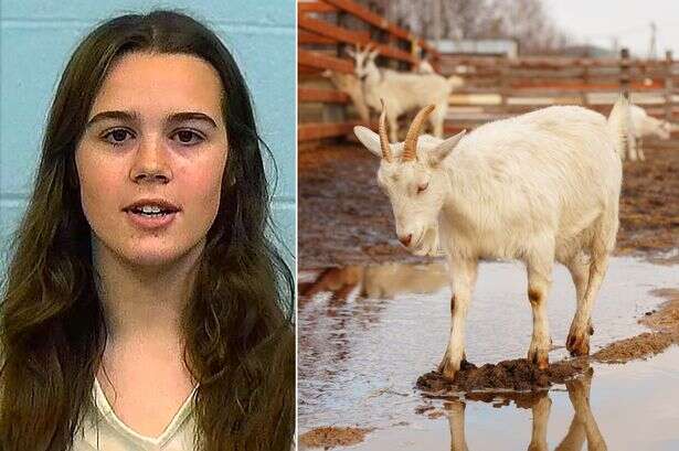 Cheerleader's 'plot to kill rival's goat with poison gun to win animal beauty contest'