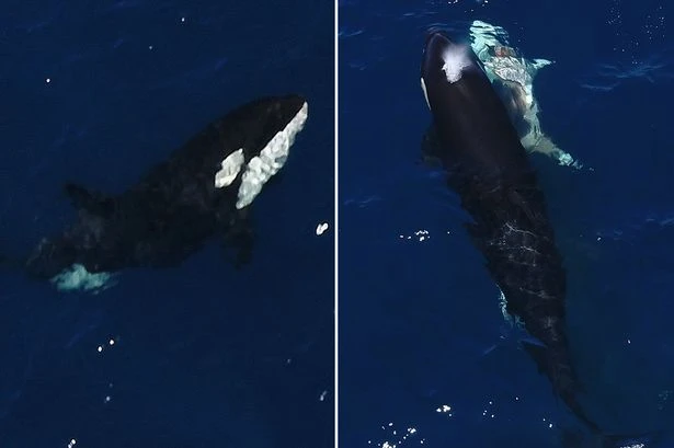 Killer whales hunt down great white sharks to rip out their livers in shocking footage