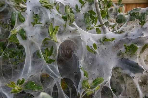 Plants talk to animals and let them know when they're stressed say boffins