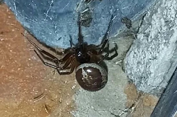 Seven horrific creepy crawlies that make false widows look like perfect housemates