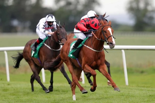 'He is a winner waiting to happen' – Jason Heavey singles out five horses to follow