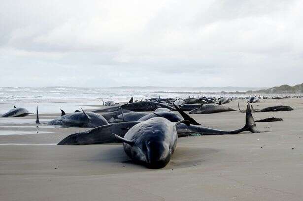 Tragic reason 157 false killer whales beached themselves and it's heartbreaking