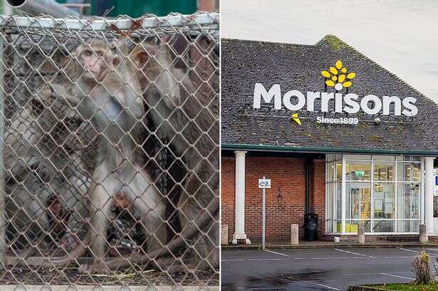 Morrisons cuts ties with monkey slaves 'repeatedly choked' in coconut milk production