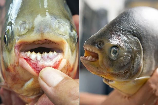 Testicle-eating fish with 'human-like teeth' found in European waters for first time
