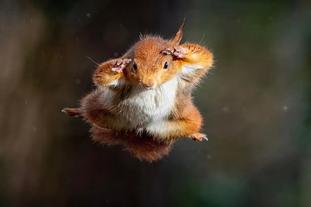 Breathtaking photos show endangered red squirrels leaping through air like superheroes
