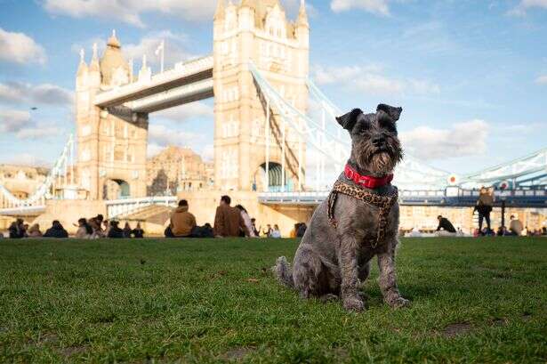 Pets companionship hailed as crucial for better mental and physical health