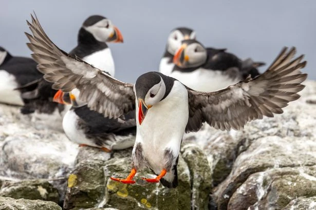 UK's huge puffin population counted as thousands descend on remote island