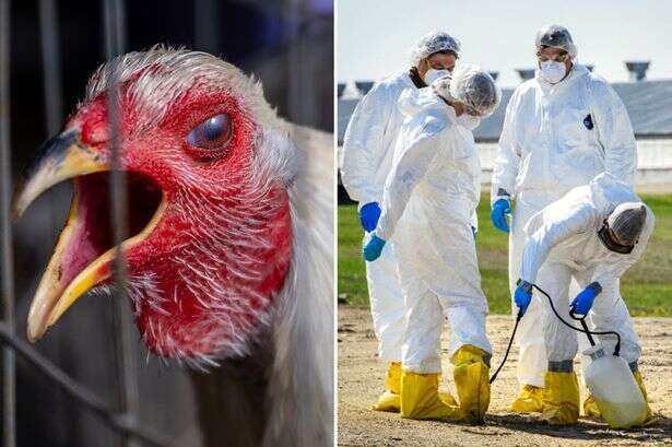 Bird flu could become deadlier if it mixes with seasonal flu viruses, experts warn