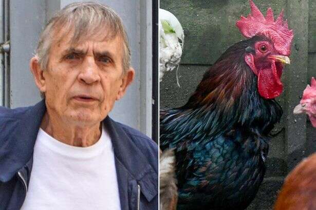 Pensioner hauled to court and fined after neighbours woken by noisy cockerel