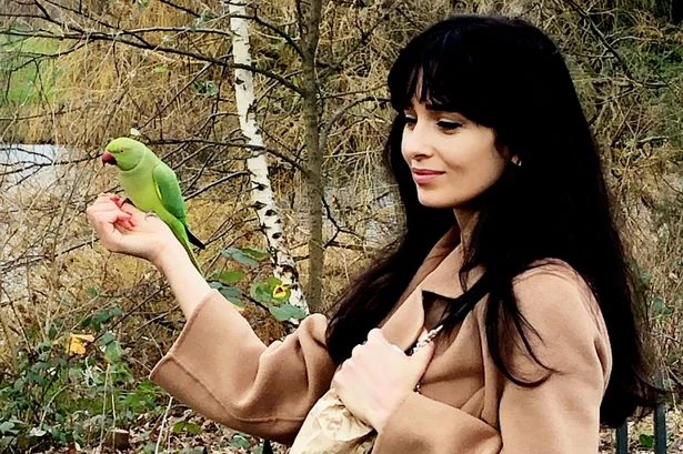 Hunters want the right to shoot down parakeets as they spread across Britain
