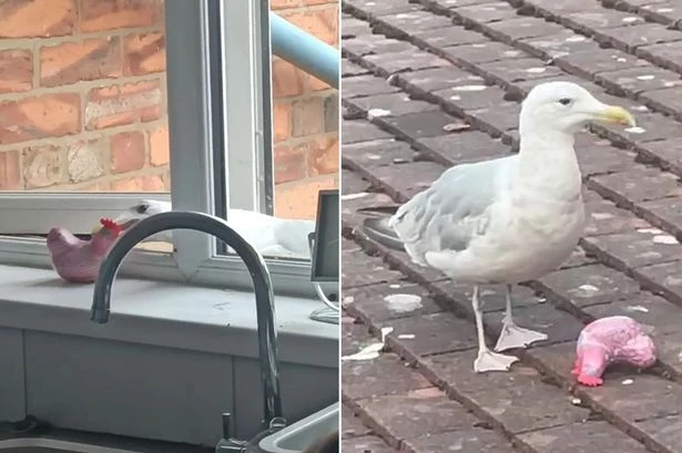 Cheeky seagull caught in the act as pest snatches an ornament from windowsill
