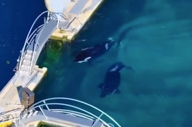 Orca family left 'swimming aimless' at abandoned theme park four months after it shut down