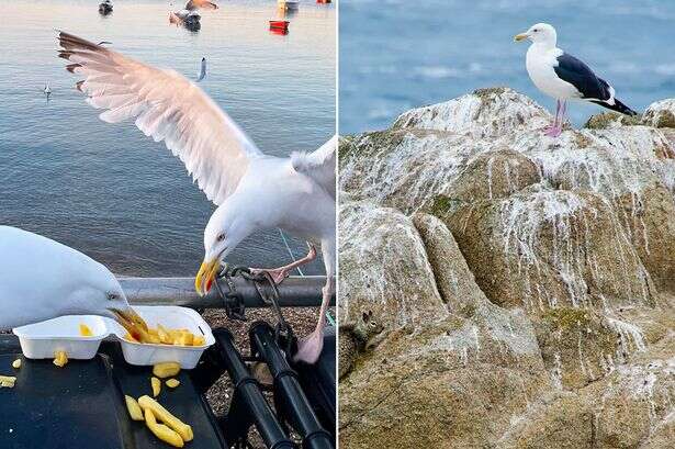 Psycho seagulls not only stealing our chips but are contaminating the sea with their poo