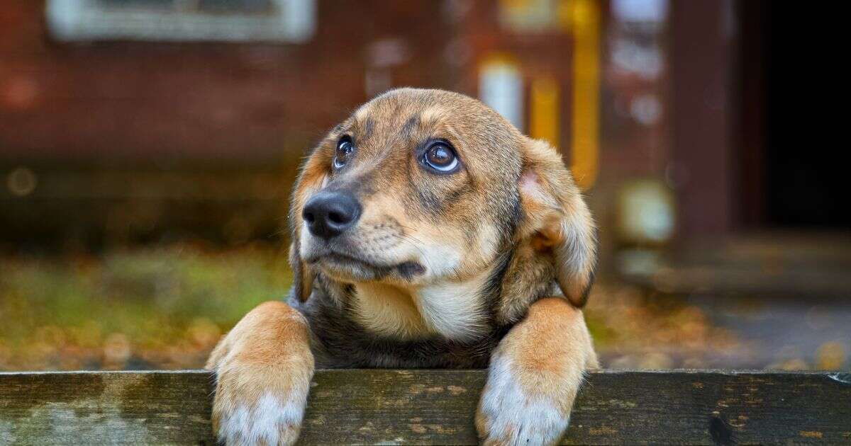 'I'm divorcing my husband for leaving the dogs outside – it's cold and unsafe'